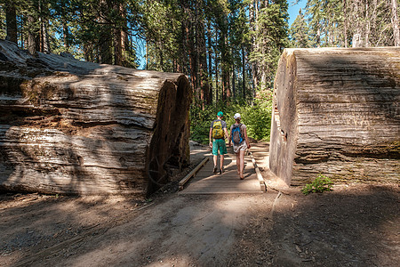 游客带着背包徒步旅行红杉树游客背包徒步旅行卡拉韦拉斯大树州立公园加州,美国图片