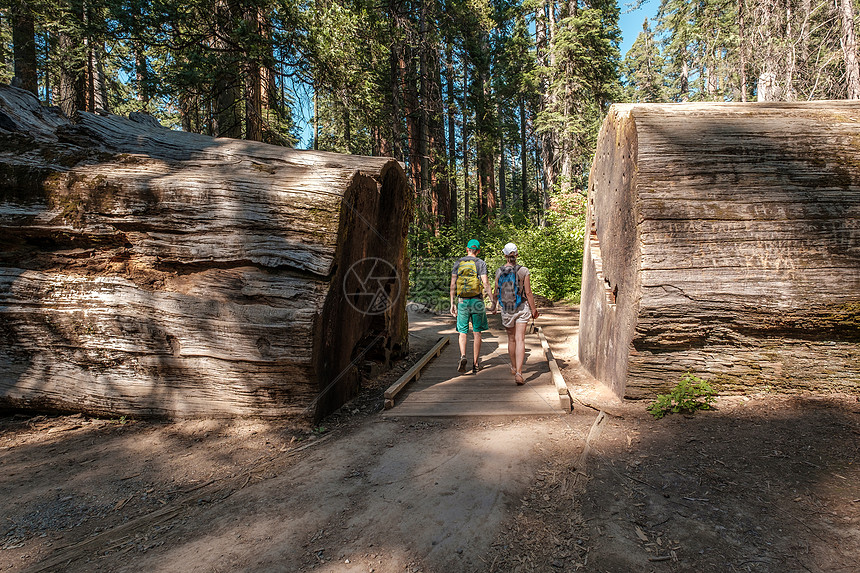 ‘~游客带着背包徒步旅行红杉树游客背包徒步旅行卡拉韦拉斯大树州立公园加州,美国  ~’ 的图片