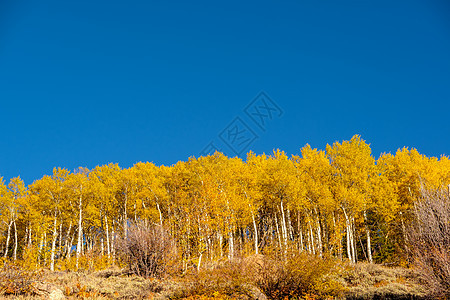 秋天岩石山上的阿斯彭树林秋天洛基山公园的白杨树林科罗拉多,美国图片