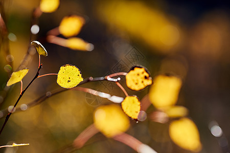 秋天岩石山上的阿斯彭树林秋天洛基山公园的白杨树林科罗拉多,美国图片