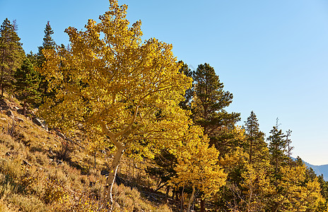 秋天岩石山上的阿斯彭树林秋天的白杨树林洛基山公园科罗拉多,美国图片