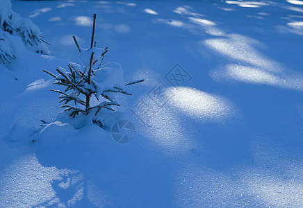 冬天的风景树日落时覆盖着新鲜的雪图片