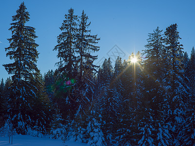 冬天的风景树日落时覆盖着新鲜的雪背景图片
