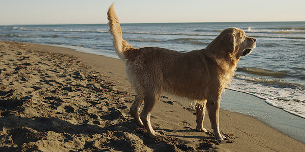 秋日海滩上的金色猎犬图片
