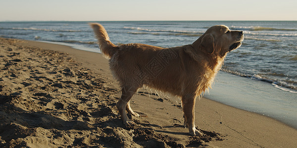 秋日海滩上的金色猎犬图片