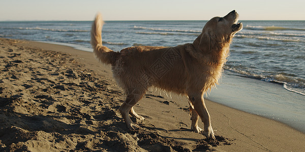 秋日海滩上的金色猎犬图片