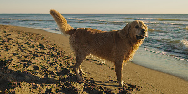 秋日海滩上的金色猎犬图片