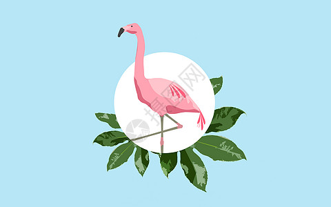 动物鸟类的粉红色火烈鸟蓝色背景与绿叶蓝色背景上的粉红色火烈鸟图片