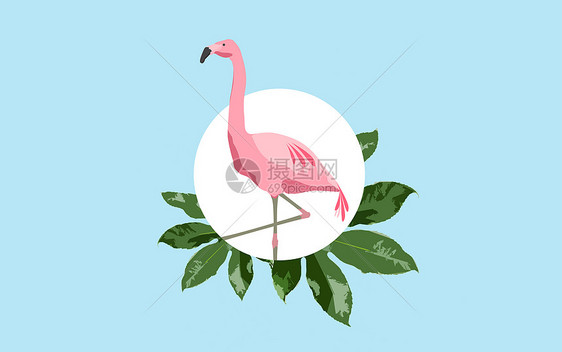 动物鸟类的粉红色火烈鸟蓝色背景与绿叶蓝色背景上的粉红色火烈鸟图片