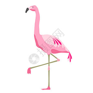 插图,动物鸟类的粉红色火烈鸟白色背景白色背景上的粉红色火烈鸟背景图片