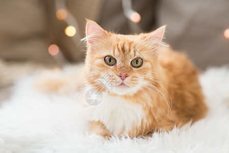 宠物,诞节潮湿的红色塔比猫沙发与羊皮家里冬天沙发上的红塔比猫,家里羊皮图片