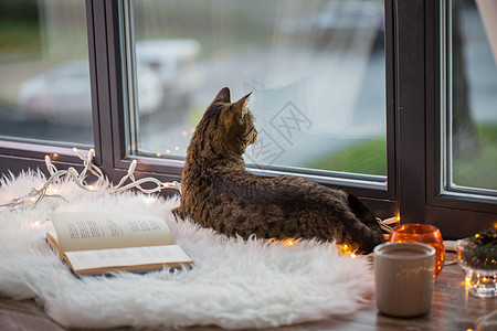 宠物,诞节Tabby猫躺窗台上,家里书花环灯泰比猫躺窗台上,家里书图片