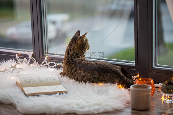 宠物,诞节Tabby猫躺窗台上,家里书花环灯泰比猫躺窗台上,家里书图片