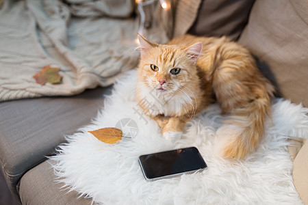 宠物,湿气家畜红色塔比猫躺沙发上,智能手机家红猫躺沙发上,家里智能手机图片