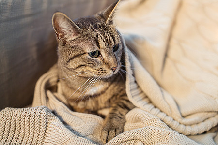 宠物潮湿的塔比猫躺家里的毯子冬天冬天,塔比猫躺家里的毯子上图片