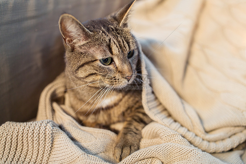 宠物潮湿的塔比猫躺家里的毯子冬天冬天,塔比猫躺家里的毯子上图片