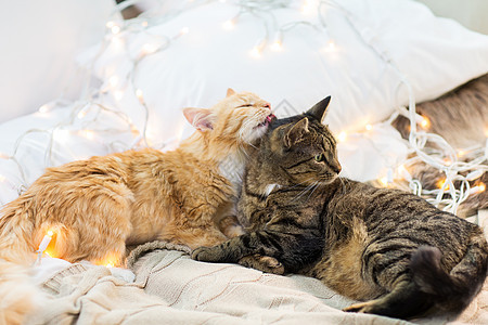 宠物,诞节潮湿的两只猫躺床上与花环家里两只猫躺床上,家里花环图片