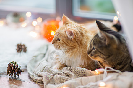 宠物,诞节潮湿的两只猫躺窗台上,家里毯子两只猫躺窗台上,家里毯子图片
