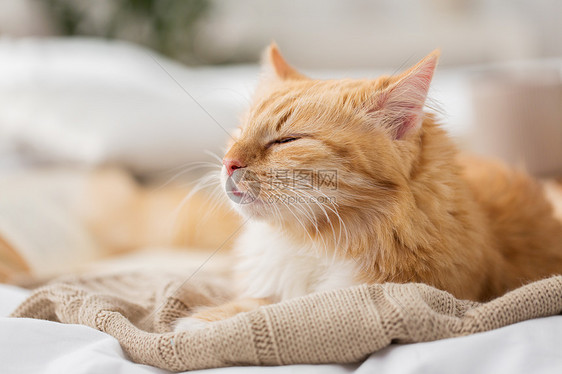 宠物潮湿的红色塔比猫睡家里的毯子冬天冬天,红猫睡家里的毯子上图片