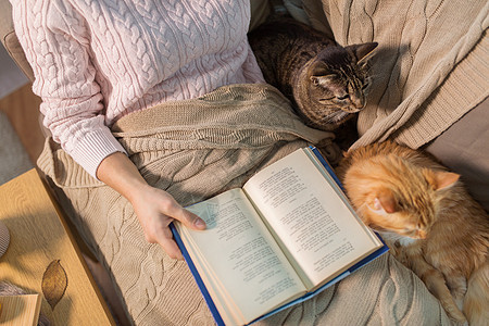 潮格,文学人的红色塔比猫女主家里床上看书红色塔比主人家看书图片