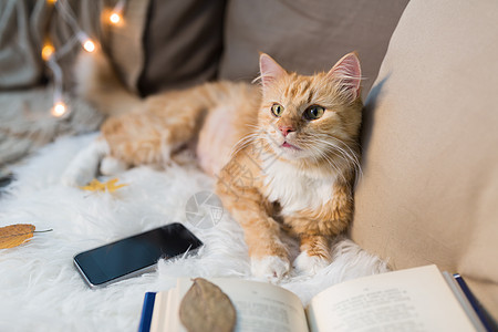宠物,湿气家畜红色塔比猫躺沙发上,智能手机书籍家里红猫躺沙发上,家里智能手机图片