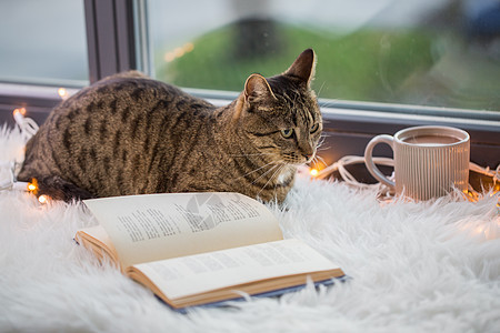 宠物,诞节Tabby猫躺窗台上,家里书花环灯泰比猫躺窗台上,家里书图片