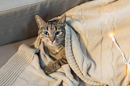 宠物潮湿的塔比猫躺家里的毯子冬天冬天,塔比猫躺家里的毯子上图片