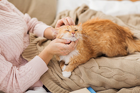 宠物,潮格人的接近女主抚摸红色塔比猫床上家家里,主人床上抚摸红猫图片