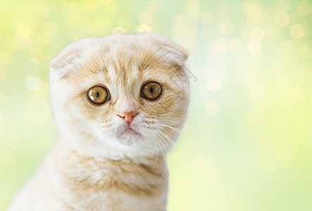 宠物,动物猫的苏格兰折叠小猫绿色背景与灯光苏格兰折叠小猫图片