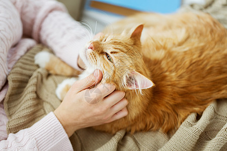 宠物,潮格人的女主与红色塔比猫床上家把主人红猫关家里的床上图片