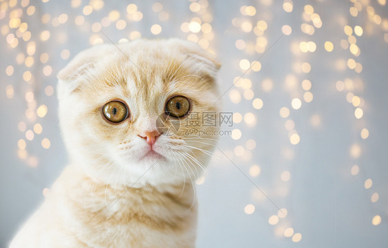 宠物,动物猫的苏格兰折叠小猫假日灯光背景苏格兰折叠小猫图片