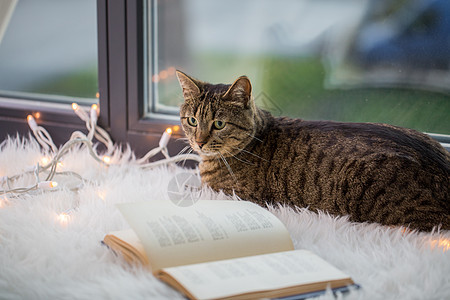 宠物,诞节Tabby猫躺窗台上,家里书花环灯泰比猫躺窗台上,家里书图片