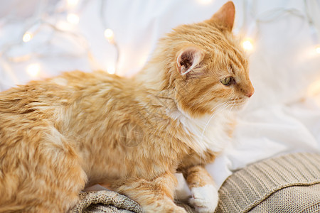 宠物,诞节潮湿的红色塔比猫躺家里的毯子冬天诞时,红猫躺家里的毯子上图片