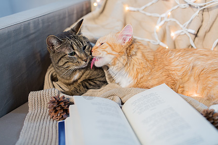 宠物,诞节潮湿的两只猫躺沙发上,冬天家带书两只猫躺沙发上,家里书图片
