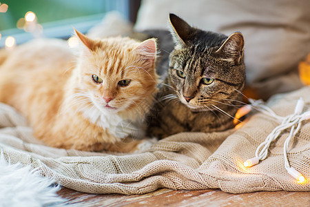 宠物,诞节潮湿的两只猫躺窗台上,家里毯子两只猫躺窗台上,家里毯子图片