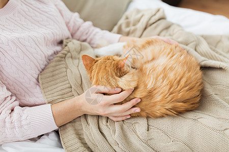 宠物,潮格人的女主与红色塔比猫床上家把主人红猫关家里的床上图片