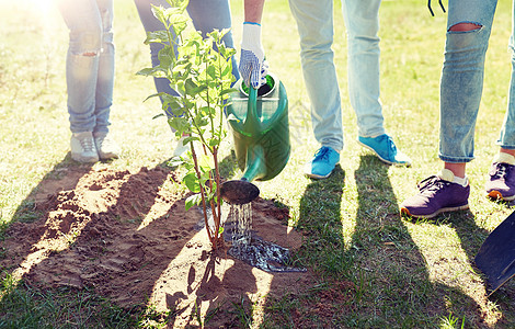 志愿服务慈善人生态群志愿者户外种植浇水树群志愿者种植浇水树图片