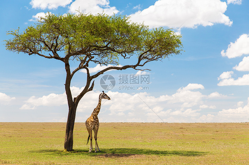 ‘~动物,自然非洲野生动物只长颈鹿站马赛马拉保护区热带草原的棵树下非洲热带草原树下的长颈鹿非洲热带草原树下  ~’ 的图片