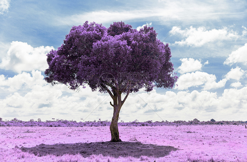幻想自然紫色相思树马赛马拉储备草原非洲,超现实的红外效果热带草原紫色相思树,红外效应热带草原紫色相思图片