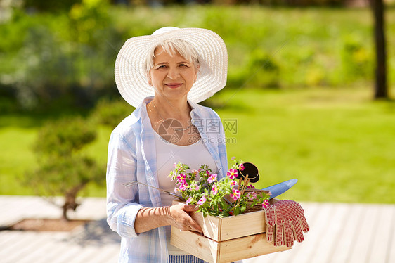 园艺人的老年女子园丁与花园工具花木箱夏天高级女子花园工具鲜花夏天高级女子花园工具鲜花夏天图片
