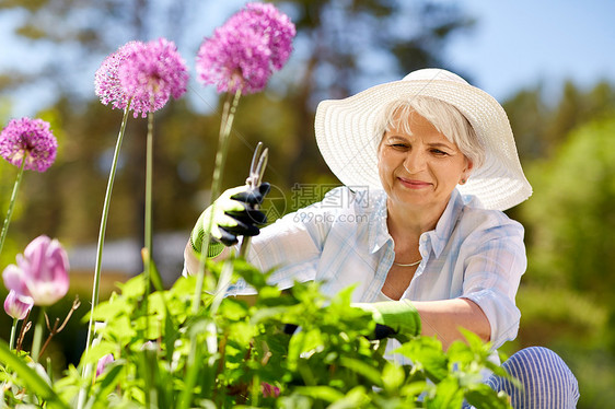 园艺人的快乐的老年女子与普纳照顾葱花夏季花园老妇女,花园花葱花图片