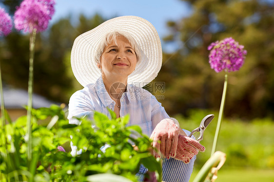 园艺人的快乐的老年女子与普纳照顾花夏季花园花园修剪花的高级女人图片