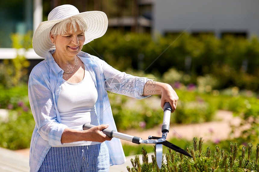 园艺,修剪人的快乐的老年女子园丁与篱笆修剪夏季花园资深园丁与树篱修剪花园图片