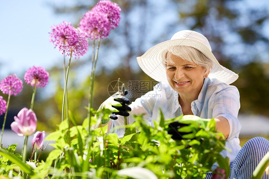 园艺人的快乐的老年女子与普纳照顾葱花夏季花园老妇女,花园花葱花图片