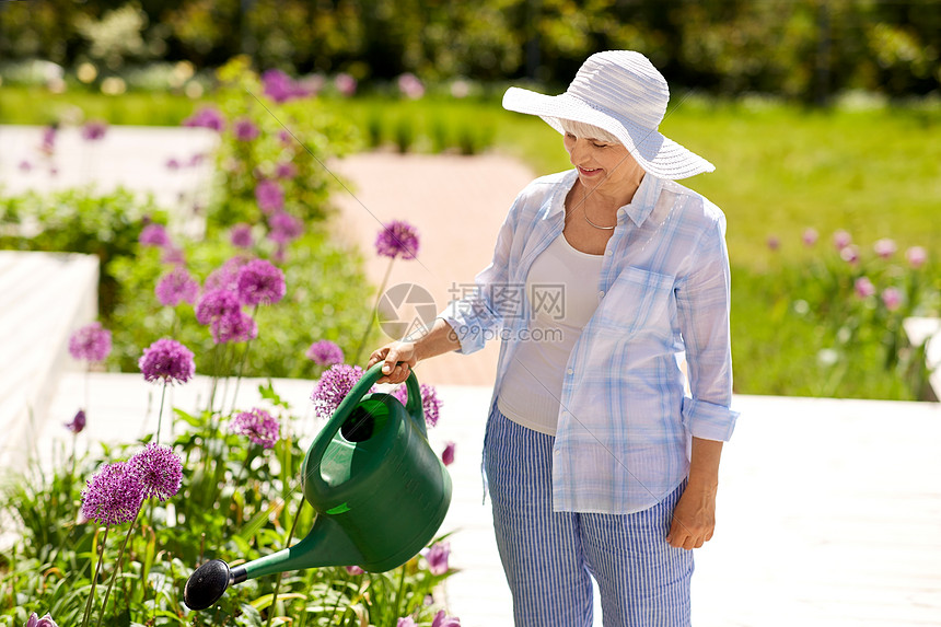 园艺人们的快乐的老年女子夏天的花园里浇花老妇女花园里浇花图片