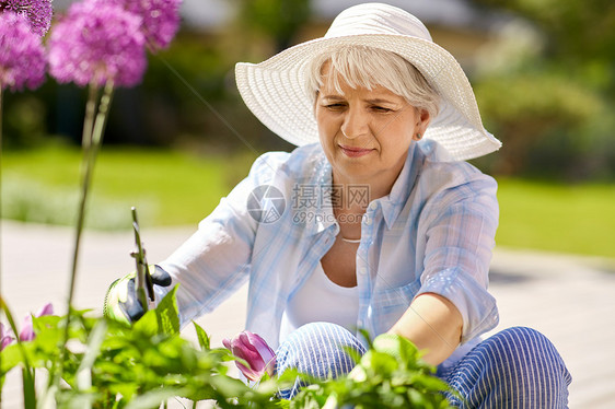园艺人的快乐的老年女子与普纳照顾葱花夏季花园老妇女,花园花葱花图片