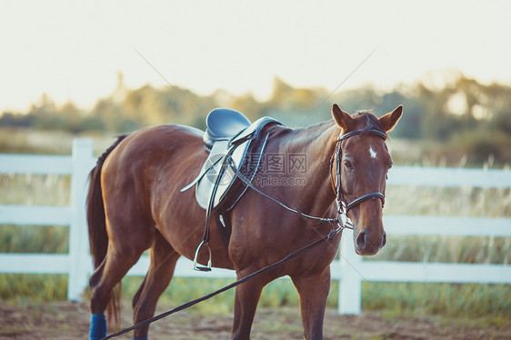 匹漂亮的棕色马农场里走来走农场上的马图片