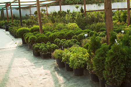 各种常绿植物灌木,用于美化室外绿化户外花园市场图片