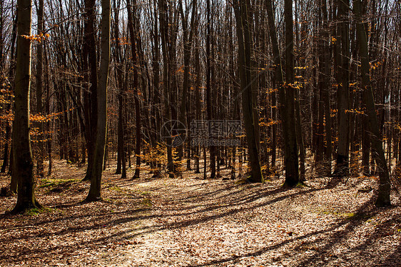 秋天森林里裸露的树木,简单而生动的图片秋林晴朗的日子里图片