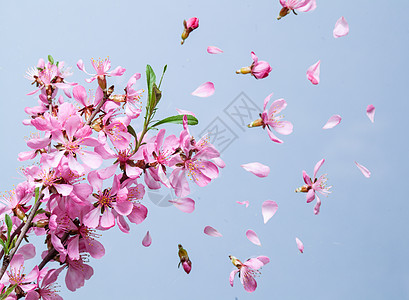 美丽的粉红色春花爆炸蓝色的背景春天开花爆炸图片